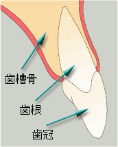 ishoku01.gif